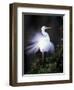 Egret Breeding Plumage, Venice, Florida, USA-Art Wolfe-Framed Photographic Print