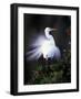 Egret Breeding Plumage, Venice, Florida, USA-Art Wolfe-Framed Photographic Print