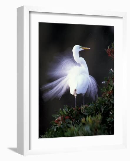 Egret Breeding Plumage, Venice, Florida, USA-Art Wolfe-Framed Photographic Print