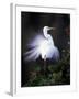 Egret Breeding Plumage, Venice, Florida, USA-Art Wolfe-Framed Photographic Print