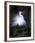 Egret Breeding Plumage, Venice, Florida, USA-Art Wolfe-Framed Photographic Print