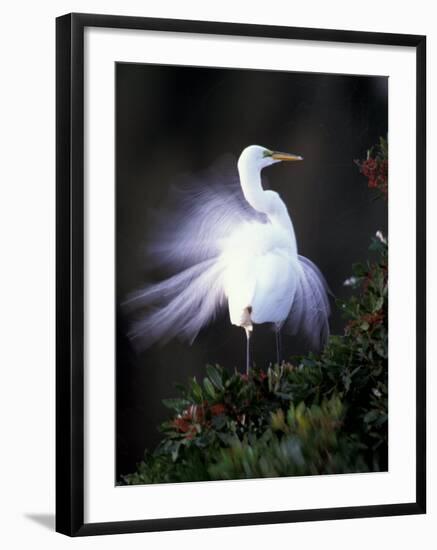 Egret Breeding Plumage, Venice, Florida, USA-Art Wolfe-Framed Photographic Print