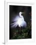 Egret Breeding Plumage, Venice, Florida, USA-Art Wolfe-Framed Photographic Print