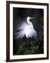 Egret Breeding Plumage, Venice, Florida, USA-Art Wolfe-Framed Photographic Print