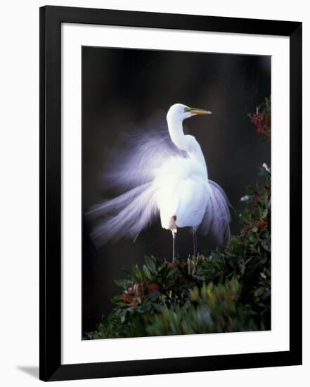 Egret Breeding Plumage, Venice, Florida, USA-Art Wolfe-Framed Photographic Print