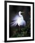 Egret Breeding Plumage, Venice, Florida, USA-Art Wolfe-Framed Photographic Print