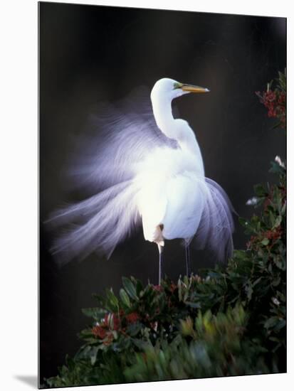 Egret Breeding Plumage, Venice, Florida, USA-Art Wolfe-Mounted Photographic Print