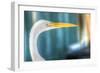 Egret CU-Robert Goldwitz-Framed Photographic Print