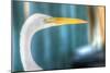 Egret CU-Robert Goldwitz-Mounted Photographic Print