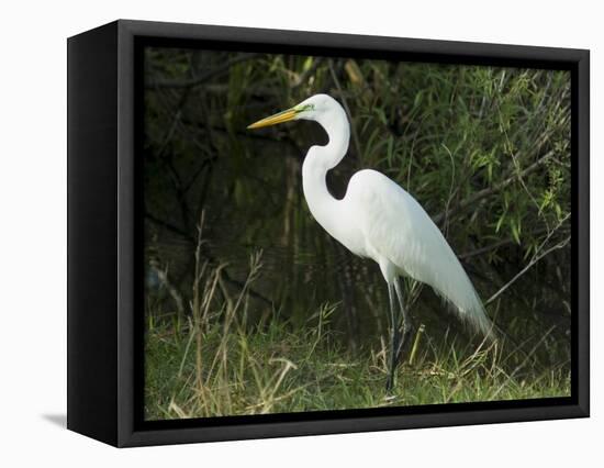 Egret, Everglades National Park, Unesco World Heritage Site, Florida, USA-Ethel Davies-Framed Stretched Canvas