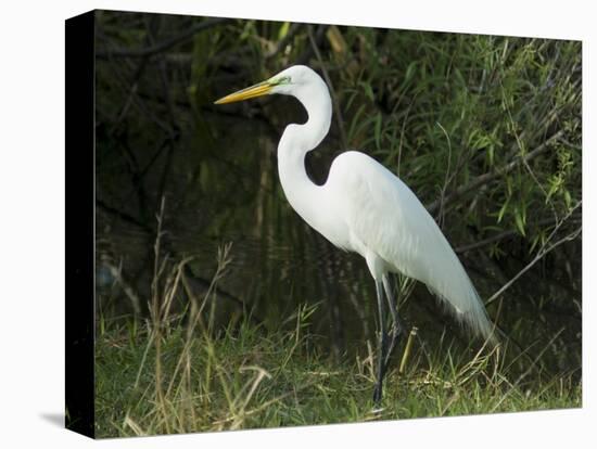 Egret, Everglades National Park, Unesco World Heritage Site, Florida, USA-Ethel Davies-Stretched Canvas
