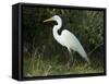 Egret, Everglades National Park, Unesco World Heritage Site, Florida, USA-Ethel Davies-Framed Stretched Canvas