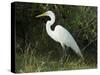 Egret, Everglades National Park, Unesco World Heritage Site, Florida, USA-Ethel Davies-Stretched Canvas