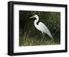 Egret, Everglades National Park, Unesco World Heritage Site, Florida, USA-Ethel Davies-Framed Photographic Print