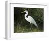 Egret, Everglades National Park, Unesco World Heritage Site, Florida, USA-Ethel Davies-Framed Photographic Print