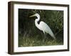 Egret, Everglades National Park, Unesco World Heritage Site, Florida, USA-Ethel Davies-Framed Photographic Print