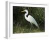 Egret, Everglades National Park, Unesco World Heritage Site, Florida, USA-Ethel Davies-Framed Photographic Print