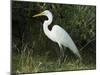 Egret, Everglades National Park, Unesco World Heritage Site, Florida, USA-Ethel Davies-Mounted Photographic Print