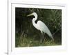 Egret, Everglades National Park, Unesco World Heritage Site, Florida, USA-Ethel Davies-Framed Photographic Print