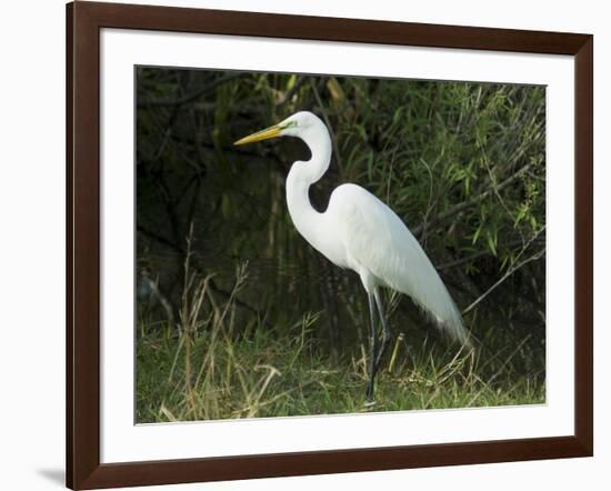 Egret, Everglades National Park, Unesco World Heritage Site, Florida, USA-Ethel Davies-Framed Photographic Print