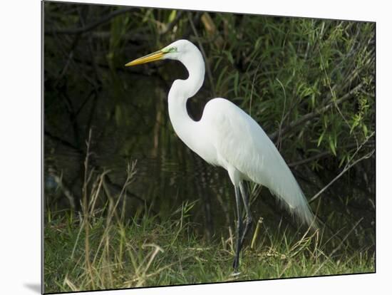 Egret, Everglades National Park, Unesco World Heritage Site, Florida, USA-Ethel Davies-Mounted Photographic Print
