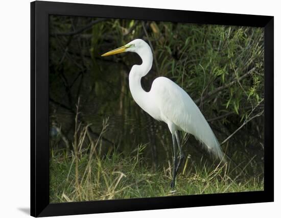 Egret, Everglades National Park, Unesco World Heritage Site, Florida, USA-Ethel Davies-Framed Photographic Print