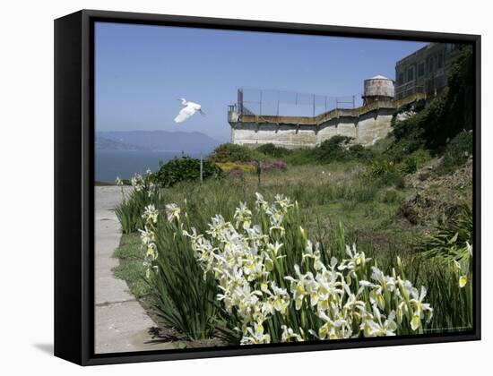 Egret Flies over the lawns of Alcatraz, San Francisco, California-Eric Risberg-Framed Stretched Canvas