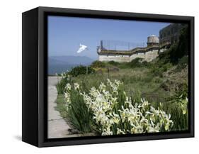 Egret Flies over the lawns of Alcatraz, San Francisco, California-Eric Risberg-Framed Stretched Canvas