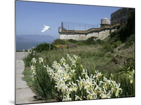 Egret Flies over the lawns of Alcatraz, San Francisco, California-Eric Risberg-Mounted Photographic Print