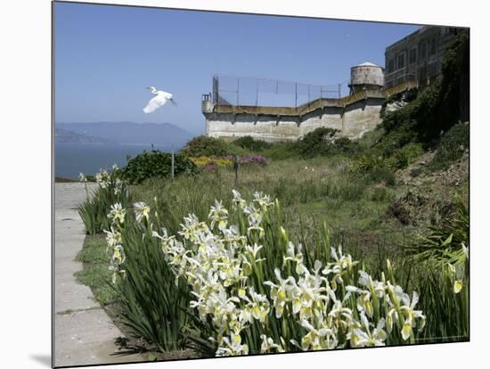 Egret Flies over the lawns of Alcatraz, San Francisco, California-Eric Risberg-Mounted Photographic Print