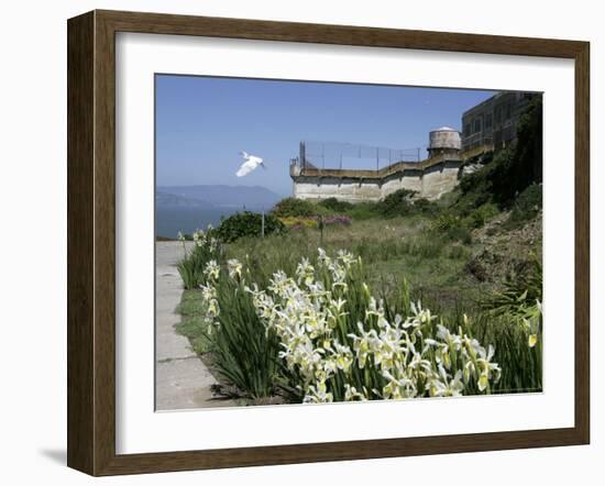 Egret Flies over the lawns of Alcatraz, San Francisco, California-Eric Risberg-Framed Photographic Print