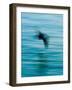 Egret Flying in Blur Caused by Slow Shutter Speed-James White-Framed Photographic Print