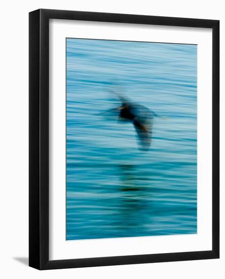 Egret Flying in Blur Caused by Slow Shutter Speed-James White-Framed Photographic Print