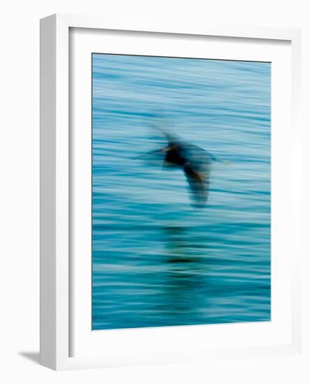 Egret Flying in Blur Caused by Slow Shutter Speed-James White-Framed Photographic Print