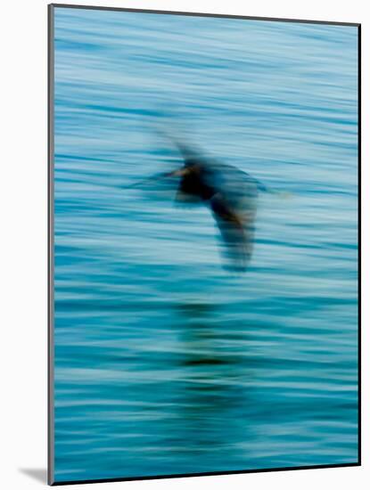 Egret Flying in Blur Caused by Slow Shutter Speed-James White-Mounted Photographic Print