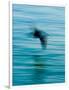 Egret Flying in Blur Caused by Slow Shutter Speed-James White-Framed Photographic Print