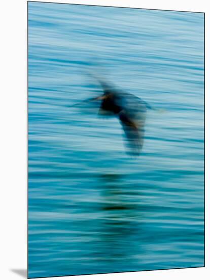 Egret Flying in Blur Caused by Slow Shutter Speed-James White-Mounted Photographic Print