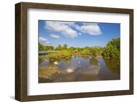 Egret in Mangroves, Playa Pesquero, Holguin Province, Cuba, West Indies, Caribbean, Central America-Jane Sweeney-Framed Photographic Print