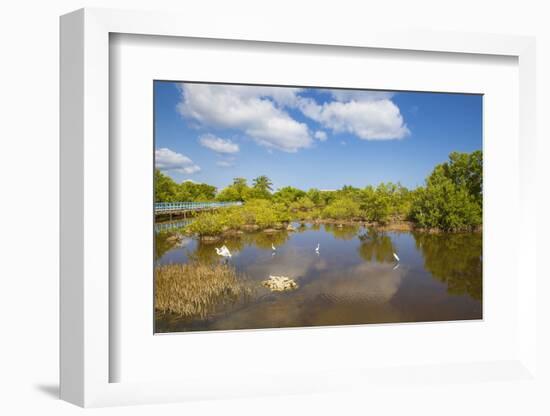 Egret in Mangroves, Playa Pesquero, Holguin Province, Cuba, West Indies, Caribbean, Central America-Jane Sweeney-Framed Photographic Print