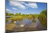 Egret in Mangroves, Playa Pesquero, Holguin Province, Cuba, West Indies, Caribbean, Central America-Jane Sweeney-Mounted Photographic Print