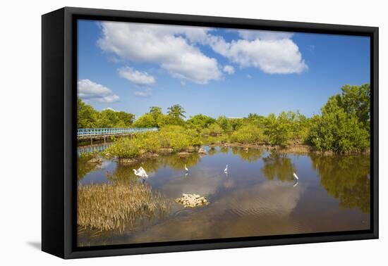 Egret in Mangroves, Playa Pesquero, Holguin Province, Cuba, West Indies, Caribbean, Central America-Jane Sweeney-Framed Stretched Canvas