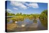 Egret in Mangroves, Playa Pesquero, Holguin Province, Cuba, West Indies, Caribbean, Central America-Jane Sweeney-Stretched Canvas