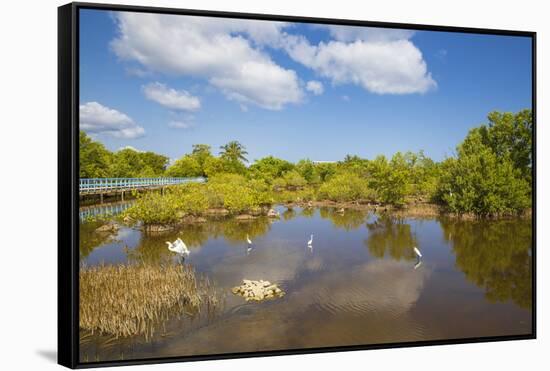 Egret in Mangroves, Playa Pesquero, Holguin Province, Cuba, West Indies, Caribbean, Central America-Jane Sweeney-Framed Stretched Canvas