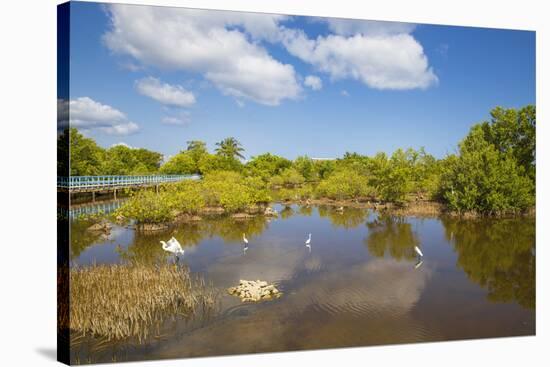 Egret in Mangroves, Playa Pesquero, Holguin Province, Cuba, West Indies, Caribbean, Central America-Jane Sweeney-Stretched Canvas