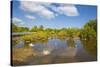 Egret in Mangroves, Playa Pesquero, Holguin Province, Cuba, West Indies, Caribbean, Central America-Jane Sweeney-Stretched Canvas