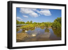 Egret in Mangroves, Playa Pesquero, Holguin Province, Cuba, West Indies, Caribbean, Central America-Jane Sweeney-Framed Photographic Print