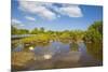 Egret in Mangroves, Playa Pesquero, Holguin Province, Cuba, West Indies, Caribbean, Central America-Jane Sweeney-Mounted Photographic Print