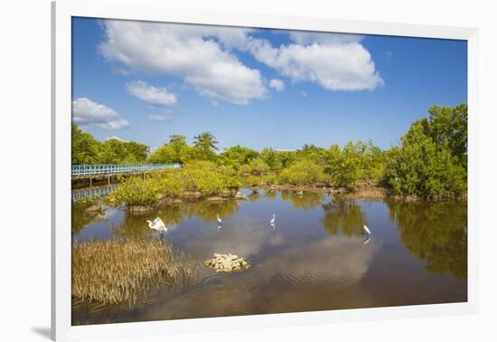 Egret in Mangroves, Playa Pesquero, Holguin Province, Cuba, West Indies, Caribbean, Central America-Jane Sweeney-Framed Photographic Print