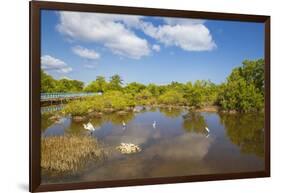 Egret in Mangroves, Playa Pesquero, Holguin Province, Cuba, West Indies, Caribbean, Central America-Jane Sweeney-Framed Photographic Print