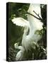 Egret Keeps Her Baby under Her Wing on a Tree, on the Banks of the River Brahmaputra in India-null-Stretched Canvas